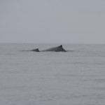 Coiba02