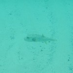 Coiba12