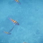 Coiba14