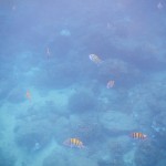Coiba15