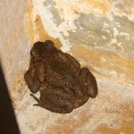 Lagartero07
