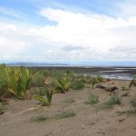 Lagartero28