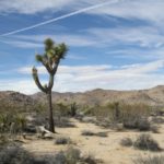 JoshuaTree04