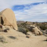 JoshuaTree07