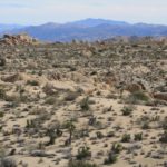 JoshuaTree10