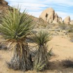 JoshuaTree13