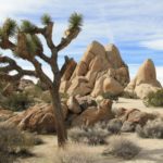 JoshuaTree14