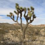 JoshuaTree15