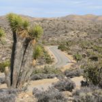 JoshuaTree23