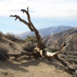 JoshuaTree33