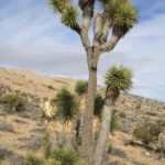 JoshuaTree34