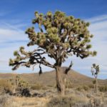 JoshuaTree35