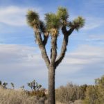 JoshuaTree36