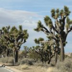 JoshuaTree38