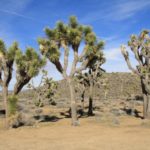 JoshuaTree39