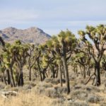 JoshuaTree40