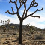 JoshuaTree41