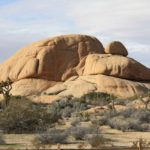 JoshuaTree46