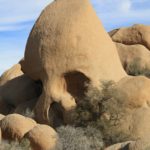 JoshuaTree47