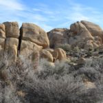 JoshuaTree50
