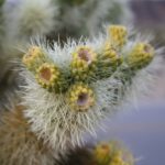 JoshuaTree59