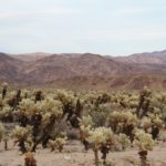 JoshuaTree60