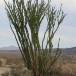 JoshuaTree62