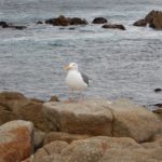 Monterey12