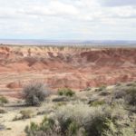 PetrifiedForest08