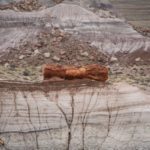 PetrifiedForest23