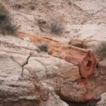 PetrifiedForest24