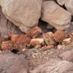 PetrifiedForest33