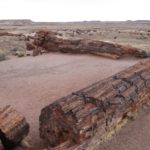 PetrifiedForest50