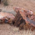 PetrifiedForest51