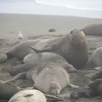 SanSimeon29