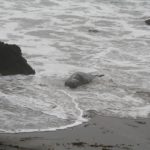 SanSimeon32