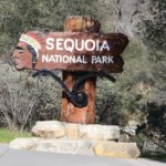 Sequoia01