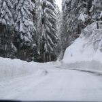 Sequoia16
