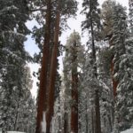 Sequoia17