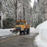Sequoia19