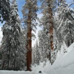 Sequoia20