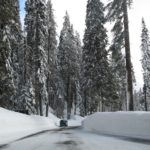 Sequoia21