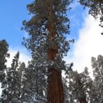 Sequoia29