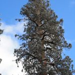 Sequoia30