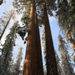 Sequoia32