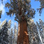 Sequoia34