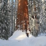 Sequoia38