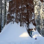 Sequoia41