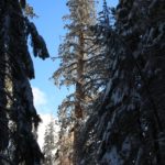 Sequoia42