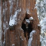 Sequoia46